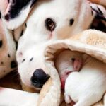 perra con sus cachorros