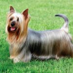 perro Australian silky terrier