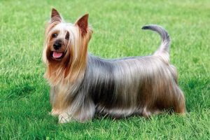 perro Australian silky terrier