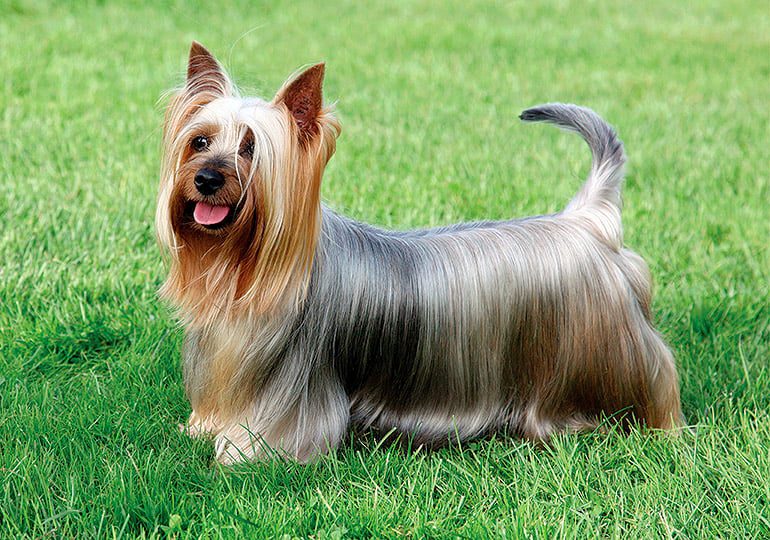 perro Australian silky terrier