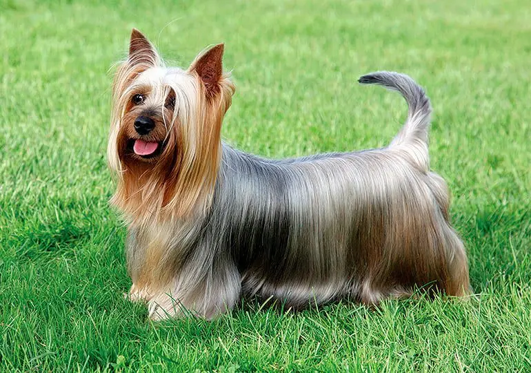 perro Australian silky terrier
