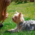 perro aprendiendo a tumbarse
