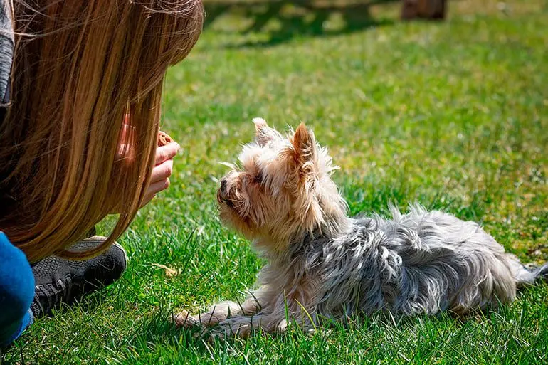 perro aprendiendo a tumbarse
