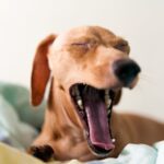 perro bostezando