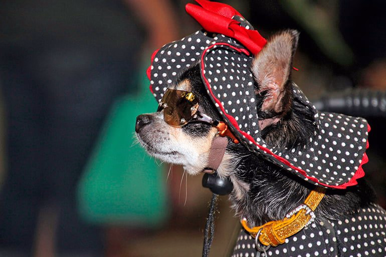 perro-chihuahua-con-pamela