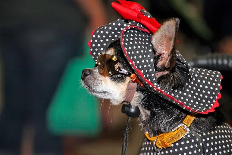 perro-chihuahua-con-pamela