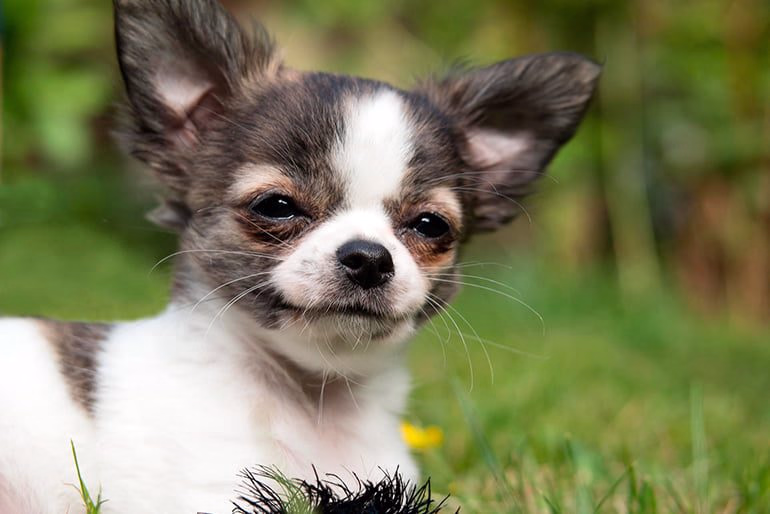 perro-chihuahua-en-el-jardín