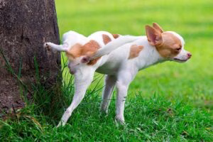 perro con cristales urinarios