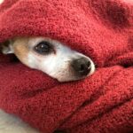 perro con frio entre mantas