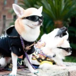 perro con gafas de sol