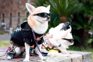 perro con gafas de sol