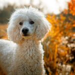 perro de agua con el pelo blanco