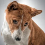 perro de raza basenji