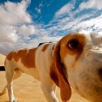 perro en el desierto