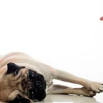 perro haciendose el muerto