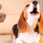 perro ladrando 1