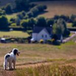 perro paseando bajo el sol