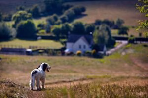 perro paseando bajo el sol