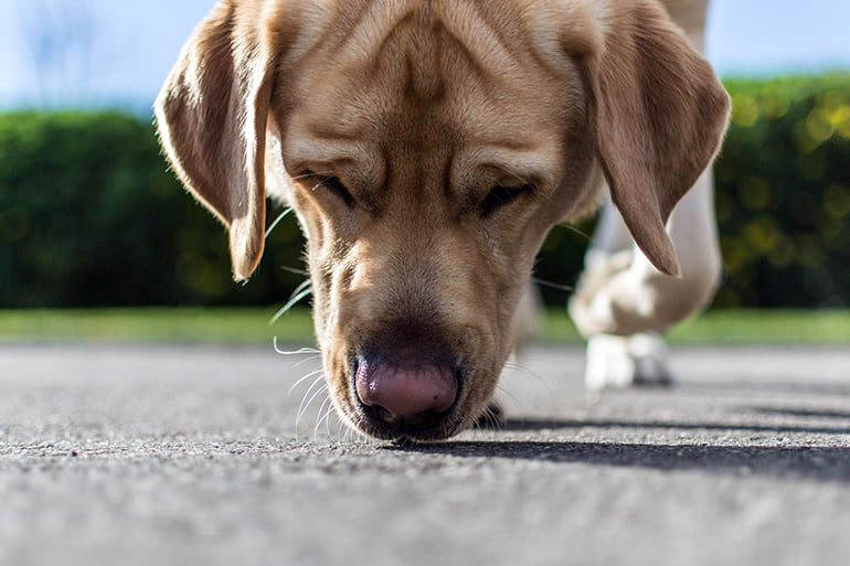 perro-rastreando