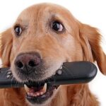 perro trae el mando de la tv