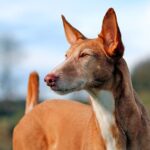 podenco canario en alerta