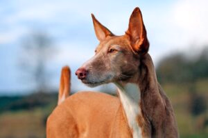 podenco canario en alerta