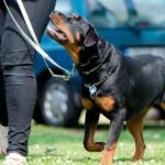 rottweiler recibiendo adiestramiento