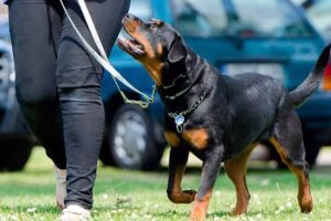 rottweiler recibiendo adiestramiento