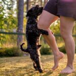 Perro intentando montar a la pierna