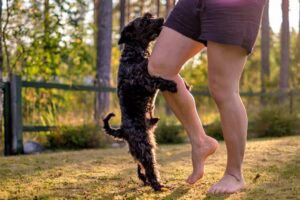 Perro intentando montar a la pierna