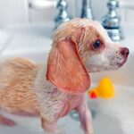 banando a un cachorro de perro
