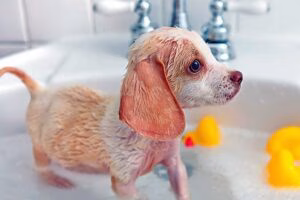 banando a un cachorro de perro