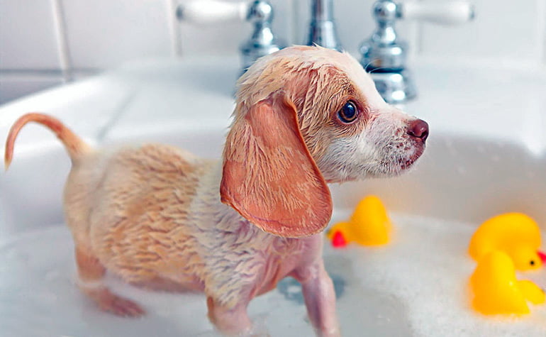 Aire acondicionado Misericordioso menta Cuando bañar a un cachorro por primera vez? Consejos