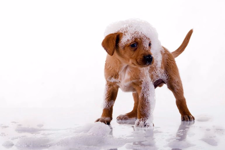 cachorro-con-espuma-de-baño