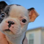 cachorro de perro con buena flora intestinal