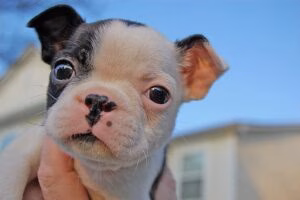 cachorro de perro con buena flora intestinal