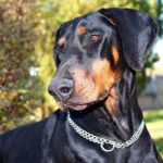doberman perro