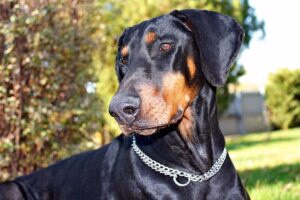 doberman perro