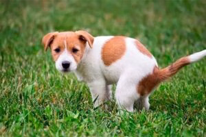 perro defecando en el jardin
