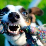 perro grune mientras juega