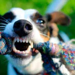 perro grune mientras juega