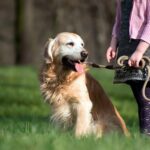 perro paseando por el campo