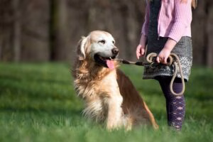 perro paseando por el campo