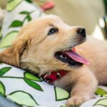 perro tras marcar el sofa