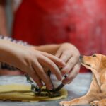 como hacer galletas para perros