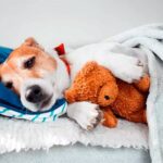 perro acostado en su cama