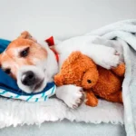 perro acostado en su cama