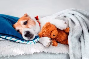perro acostado en su cama