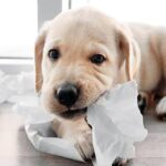 perro comiendo papel