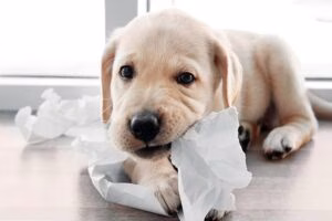 perro comiendo papel